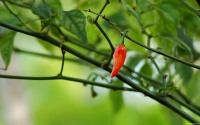 Collection\Msft\Plants: Chili-Pepper