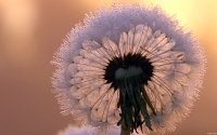 Collection\Msft\Plants: Dandelion-in-Seed