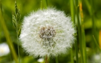 Collection\Msft\Plants: Dandelion