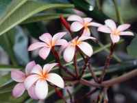Collection\Msft\Plants\Flowers: Frangipani-Flowers