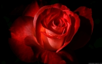 Collection\Msft\Plants\Flowers: Scarlet-Rose