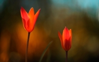 Collection\Msft\Plants\Flowers: Two-red-Tulips