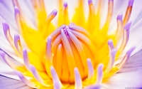 Collection\Msft\Plants\Flowers: Waterlily