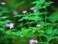 Collection\Msft\Plants\Forest: Forest-Flowers