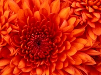 Collection\Msft\Plants\Garden: Chrysanthemum