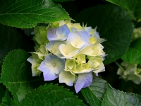 Collection\Msft\Plants\Garden: Hydrangeas