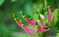 Collection\Msft\Plants\Garden: Pink-Flowers