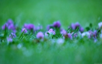 Collection\Msft\Plants\Garden: Purple-Flowers