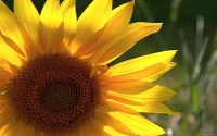 Collection\Msft\Plants\Garden: Sunflower