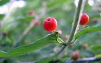 Collection\Msft\Plants: Honeysuckle-Berries