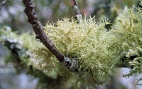 Collection\Msft\Plants: Moss