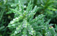 Collection\Msft\Plants: Raindrops-on-leaves