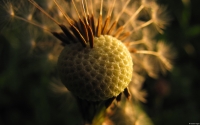 Collection\Msft\Plants: Seeding-Dandelion