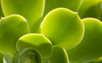 Collection\Msft\Plants: Succulent-2