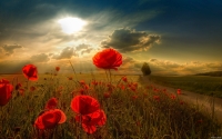 Collection\Msft\Plants: Sunlight-in-Poppy-Field