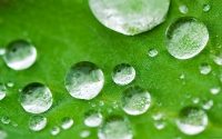 Collection\Msft\Plants: Waterdrops-on-leaf
