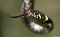 Collection\Msft\Reptiles: Grass-Snake