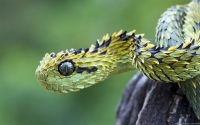 Collection\Msft\Reptiles: Hairy-Bush-Viper
