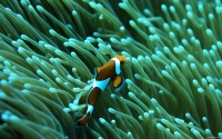 Collection\Msft\Sea: Clown-Fish