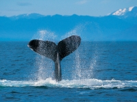 Collection\Msft\Sea: Humpback-Whale