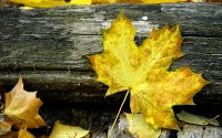 Collection\Msft\Seasons: Autumn-Leaf-on-wood