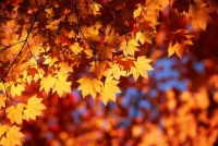 Collection\Nature Portraits: Autumn-leaves