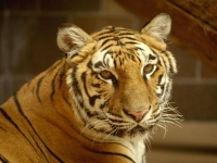 Collection\Nature Portraits: Captive-tiger