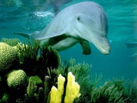 Collection\Nature Portraits: Dolphin-smiling-over-green-coral