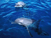 Collection\Nature Portraits: Dophins-in-blue-water-2