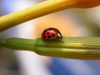 Collection\Nature Portraits: Ladybug