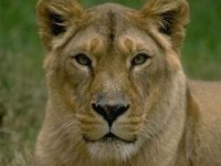 Collection\Nature Portraits: Lion-female
