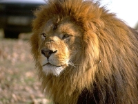 Collection\Nature Portraits: Lion-male