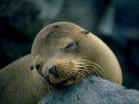 Collection\Nature Portraits: One-female-Seal