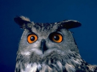 Collection\Nature Portraits: Owl