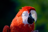 Collection\Nature Portraits: Parrot