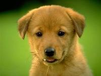 Collection\Nature Portraits: Smiling-dog