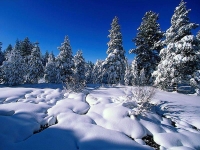 Collection\Nature Portraits: Snow