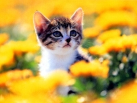 Collection\Nature Portraits: Tiny-cat-between-yellow-flowers