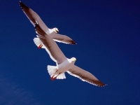 Collection\Nature Portraits: Two-gulls