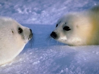 Collection\Nature Portraits: Two-young-polar-bears