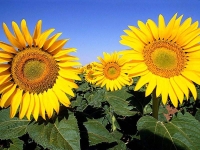 Collection\Nature Portraits: Yellow-sunflowers