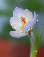 Flower: Light-purple-Crocus-flower-with-dew-drops