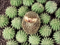 Funny: Hedgehog-rolled-up-amidst-cactus-plants