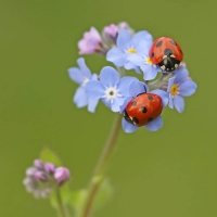 Insect: Ladybirds-on-blue-flowers