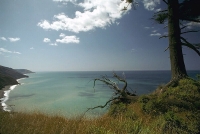 Landscape: Trunk-Above-Coast