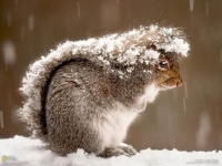 Mammal: Grey-squirrel-uses-its-tail-against-snow