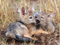 Mammal: Jackal-pups-playing