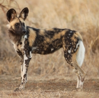 Mammal\Painted Dog: African-wild-dog-christian-sperka-(Lycaon-pictus)