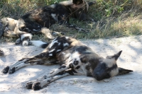 Mammal\Painted Dog: Lazy-african-painted-dog-(Lycaon-pictus)
