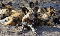 Mammal\Painted Dog: Lazy-painted-dogs-(Lycaon-pictus)